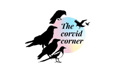 corvid corner