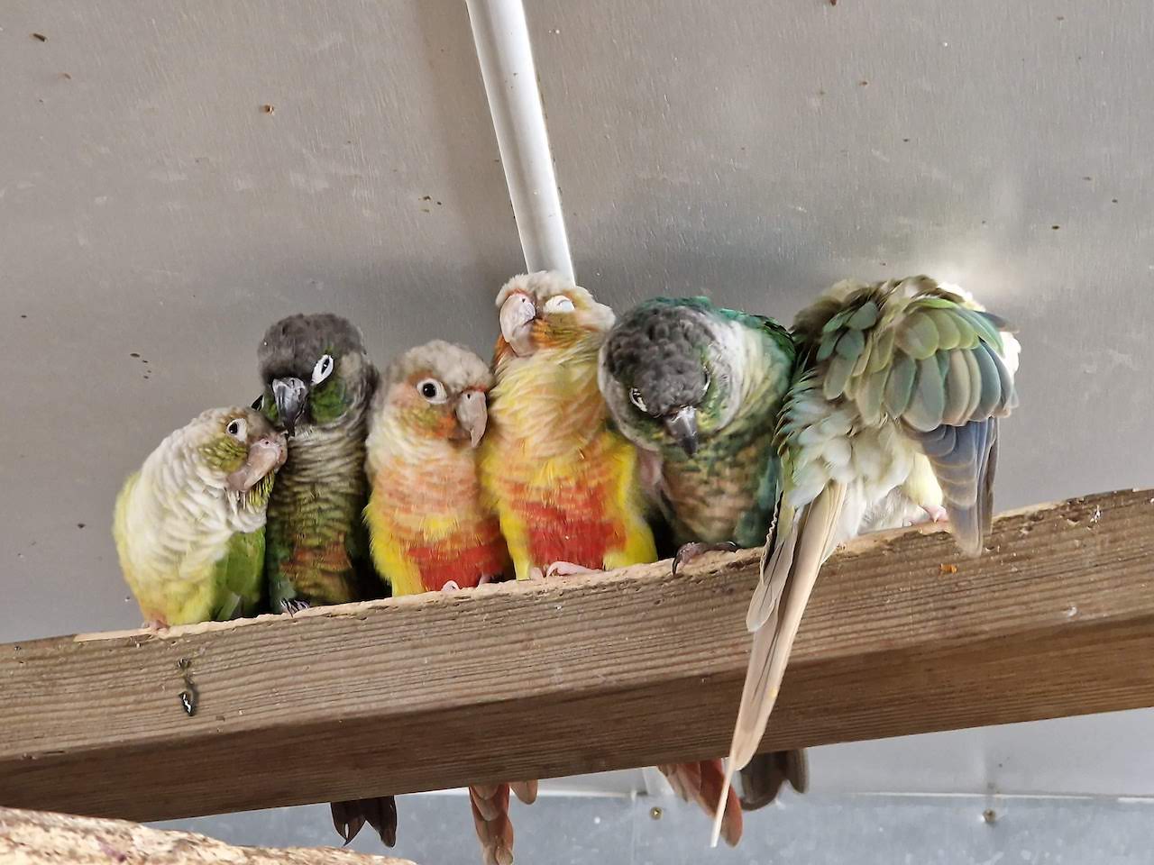 parrots