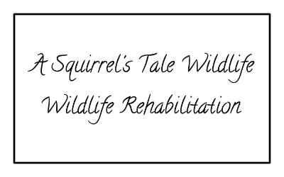 A Squirrel Tale Wildlife Rehabilitation
